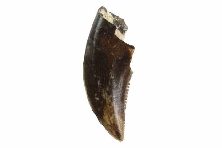 Serrated, Theropod (Raptor) Tooth - Montana #97416